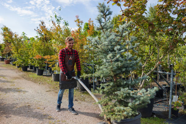 Lawn Watering Services in Bethel Manor, VA